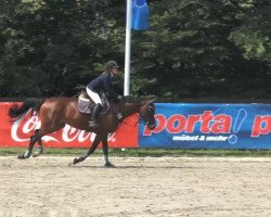 jumper W.K. Carisma (Hanoverian, 2005, from Converter I)