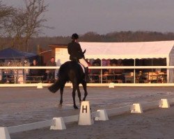 dressage horse St. Claire (Oldenburg, 2009)