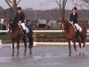 dressage horse Samnaid (Hanoverian, 2006, from Samarant)