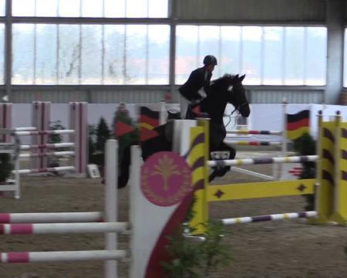 jumper Quebec 33 (Saxony-Anhaltiner, 2002, from Quintero)