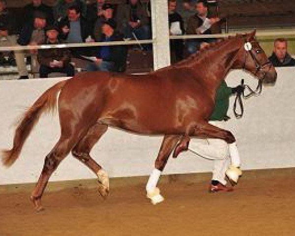 stallion Don De Hall (Oldenburg, 2012, from Don Juan de Hus)