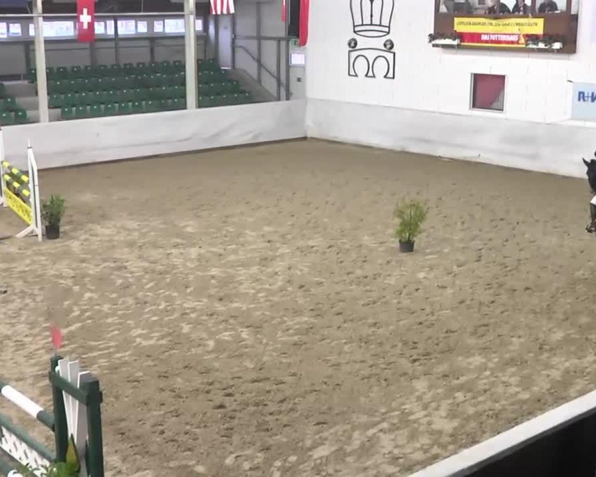 Springpferd Lari Fari 3 (Sachsen-Anhaltiner, 2002, von Levisto Z)