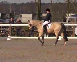 stallion PAV Notting-Hill (German Riding Pony, 2010, from Nemax)