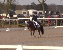 dressage horse Ares D (Welsh mountain pony (SEK.A), 2007, from De Evertshoeve's Apache)