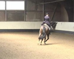 dressage horse Lascaado (Holsteiner, 1998, from Locato)