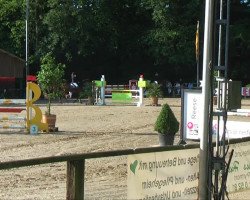 dressage horse Pay Cash 5 (Holsteiner, 1997, from Parco xx)