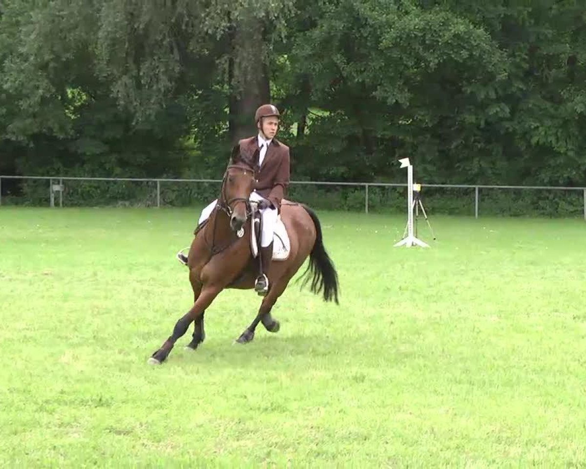 Zuchtstute Carisma (Holsteiner, 2003, von Concept)