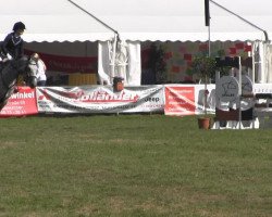 jumper Quanta Costa 10 (Oldenburg show jumper, 2006, from Quite Capitol)