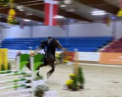 jumper Lexxi M (Oldenburg show jumper, 2005, from Ludwig von Bayern 168 FIN)