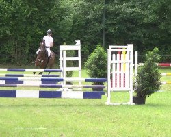 jumper Coralyn (Oldenburg show jumper, 2004, from Cellini 8)