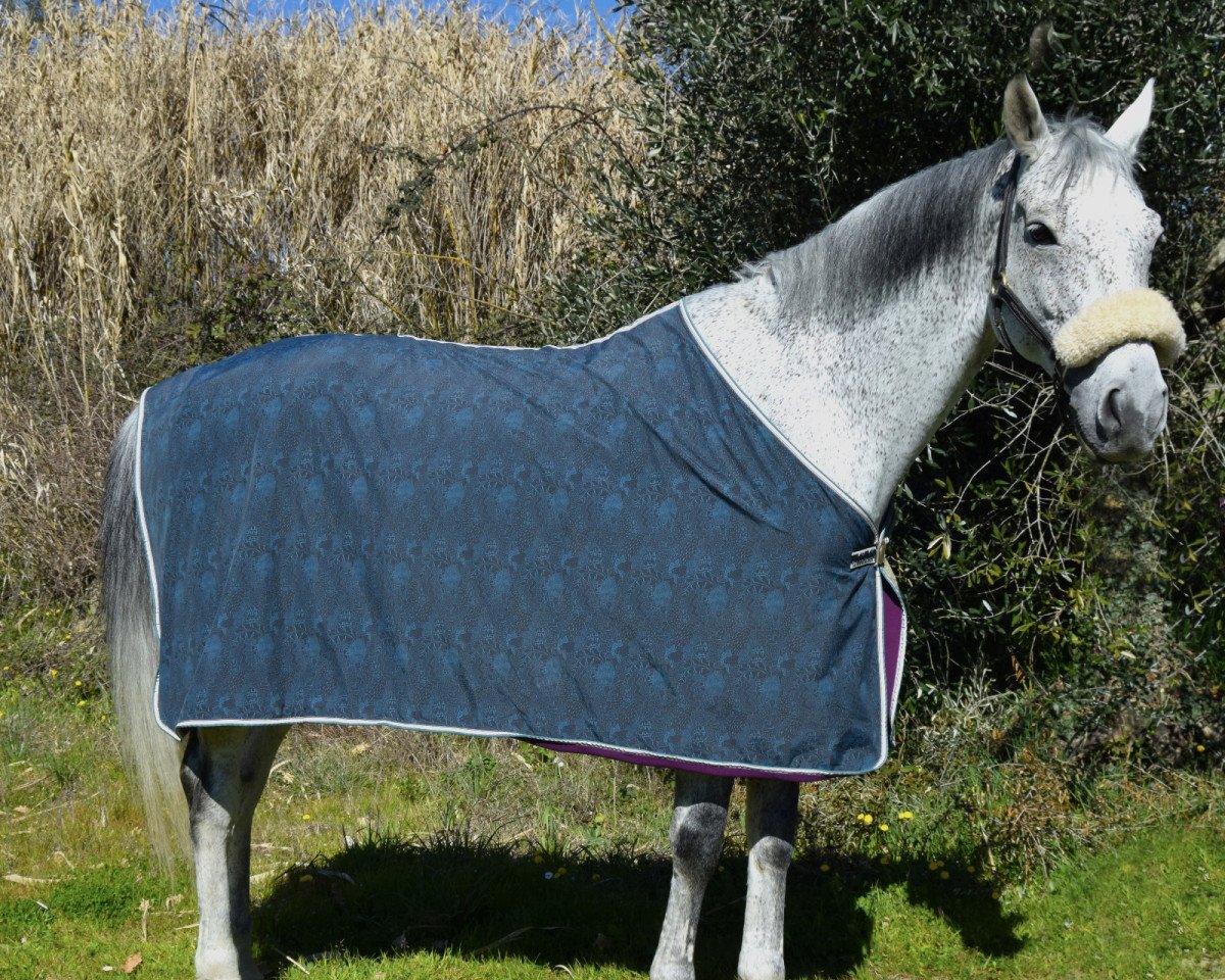 jumper Carlos's Son Corleone (Holsteiner, 2009)
