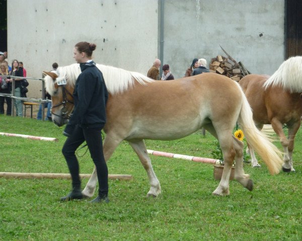broodmare Bessi - S (2,64% ox) (Edelbluthaflinger, 2009, from Alabaster B)