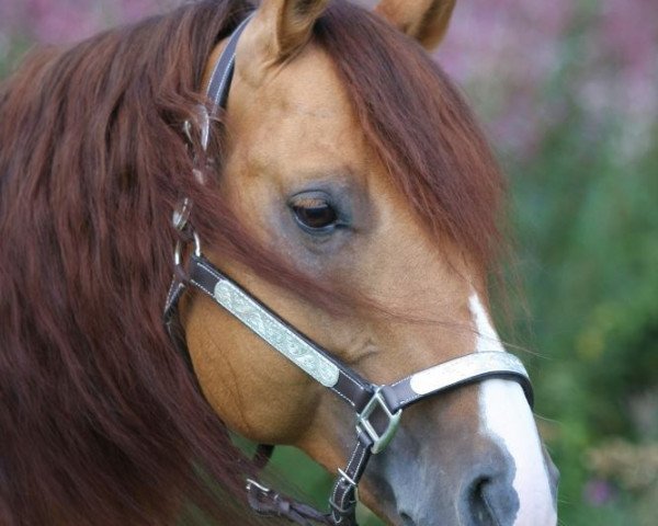 stallion BH IS DUN (Quarter Horse, 1998, from Hollywood Dun It)