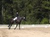 dressage horse Ice age 6 (Trakehner, 2003, from Houston)