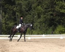 dressage horse Ice age 6 (Trakehner, 2003, from Houston)