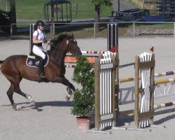 Springpferd Luna 1290 (Ungarisches Warmblut, 2002, von Laurenz)