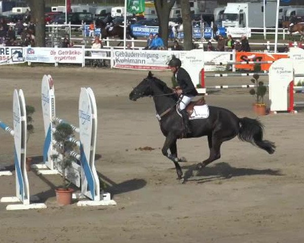 broodmare Society Lady (Oldenburg, 2007, from Sandro Hit)