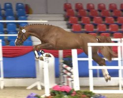 stallion Blondie 3 (Oldenburg show jumper, 2012, from Lordanos)