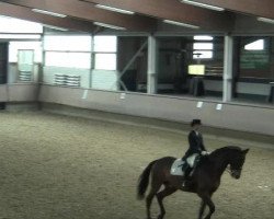 dressage horse Remington 55 (Hessian Warmblood, 2000, from Rosenduft)