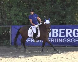 dressage horse Kalle (German Riding Pony, 1996, from Nibelungenheld)