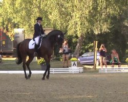 dressage horse Kirlain du Payrol (Trakehner, 1999, from Sir Chamberlain)