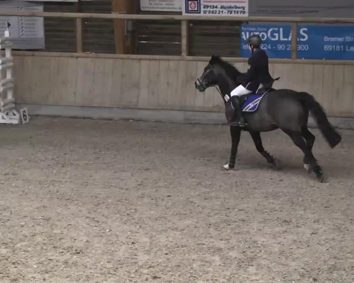 Springpferd Pacco N (Deutsches Reitpony, 1995, von FS Pavarotti)