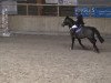 jumper Pacco N (German Riding Pony, 1995, from FS Pavarotti)