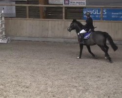 jumper Pacco N (German Riding Pony, 1995, from FS Pavarotti)