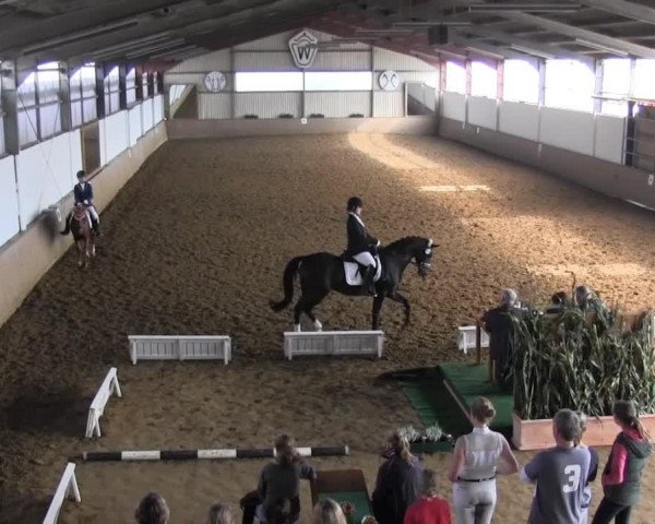 dressage horse Petite 20 (Westphalian, 2002, from Pacco II)