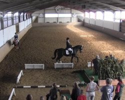 dressage horse Petite 20 (Westphalian, 2002, from Pacco II)