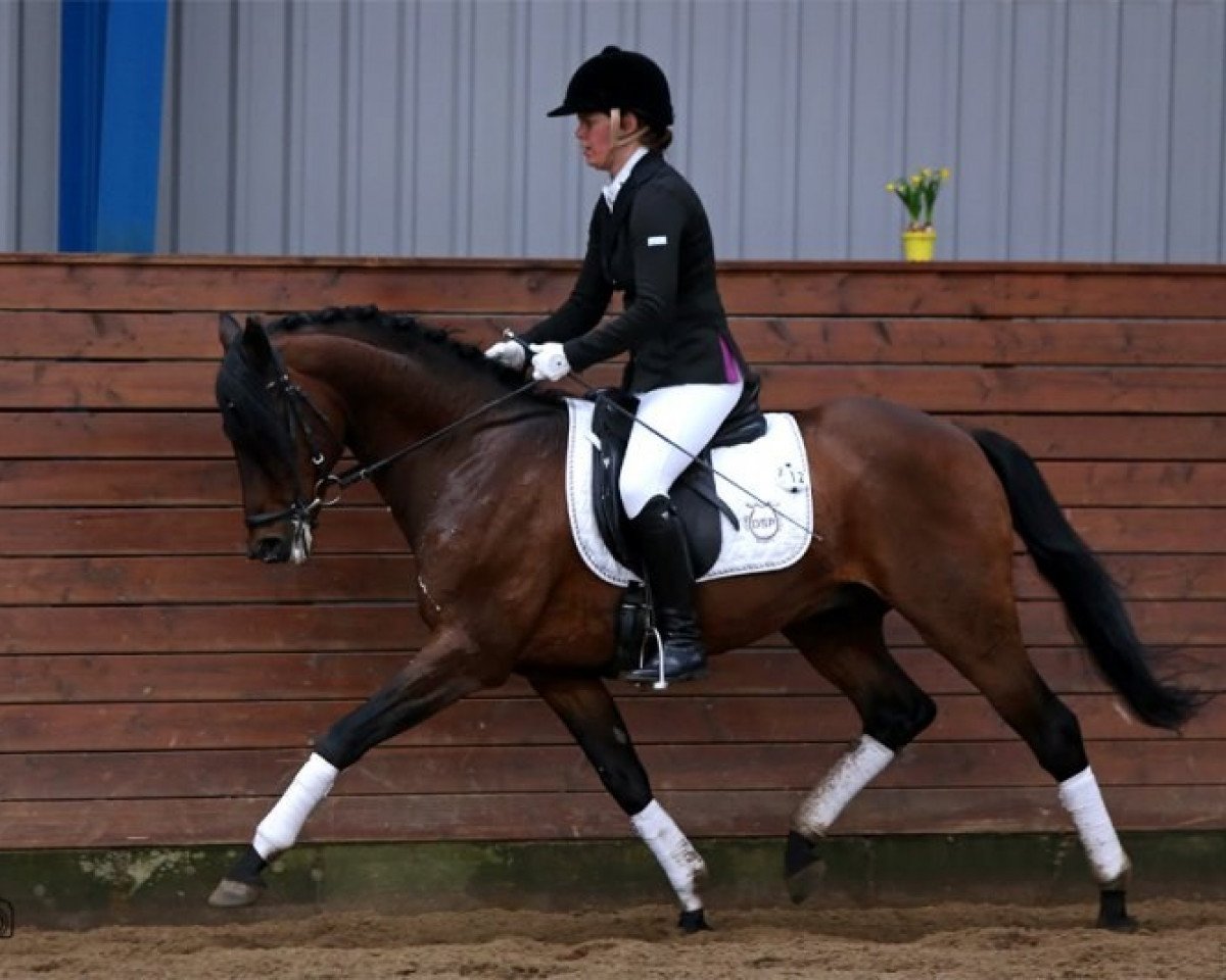 Deckhengst Aquavit N (Deutsches Reitpony, 1994, von Apslau xx)