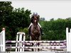 horse Ace (German Riding Pony, 1998, from Aquavit N)