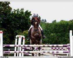 horse Ace (German Riding Pony, 1998, from Aquavit N)