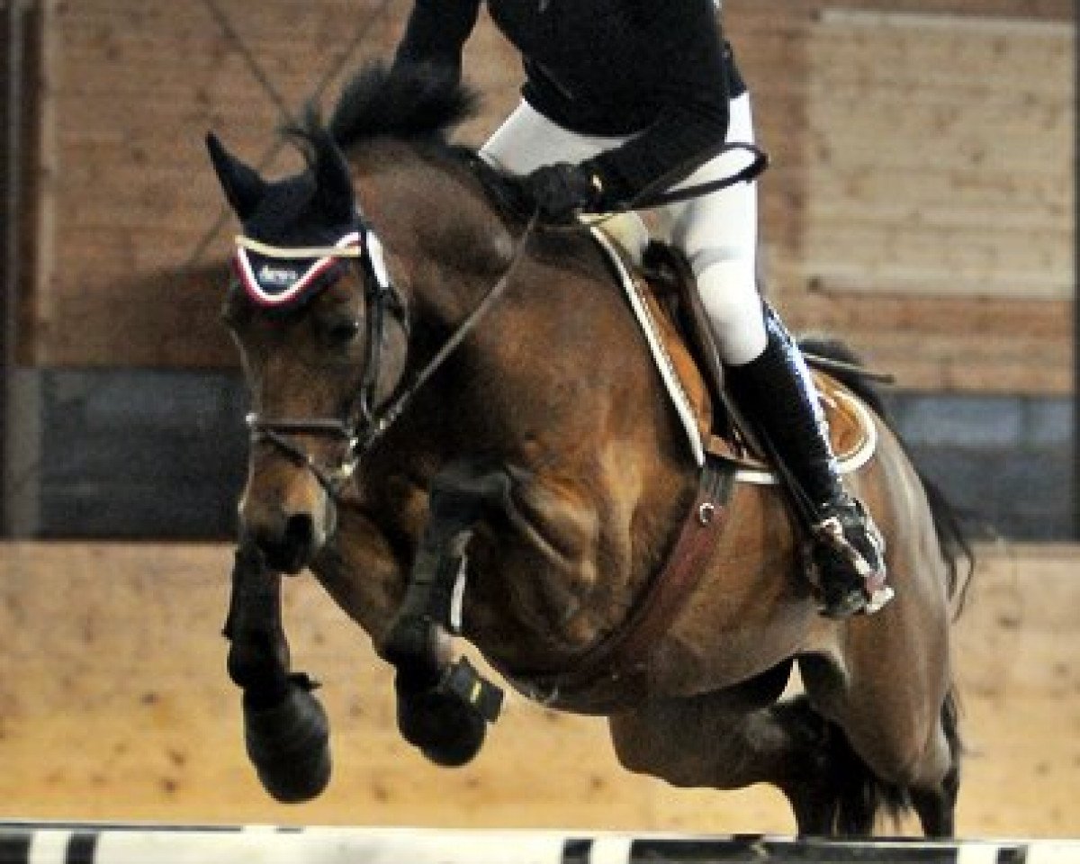 horse Joskin F (Welsh-Cob (Sek. D), 2002, from Bjirmen's Wytse)