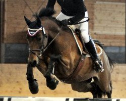 Pferd Joskin F (Welsh-Cob (Sek. D), 2002, von Bjirmen's Wytse)