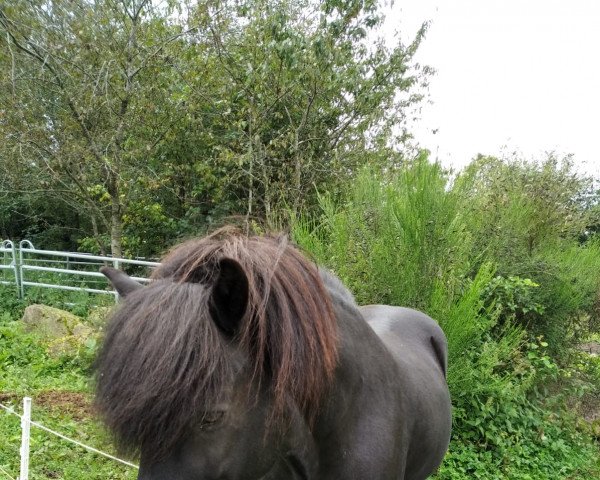 horse Náttfari vom Elfenland (Iceland Horse, 2005, from Þor frá Brún)