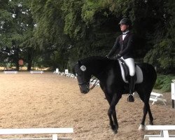 dressage horse Notre Niko (German Riding Pony, 2000, from Notre Beau)