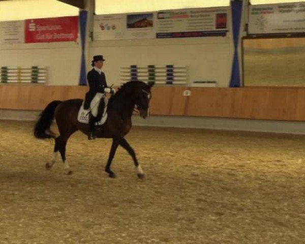 dressage horse Zaloete's Boy (KWPN (Royal Dutch Sporthorse), 2004, from Partout)