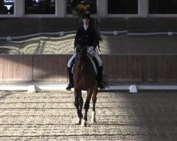 dressage horse High Moon 3 (Westphalian, 2005, from Holland)