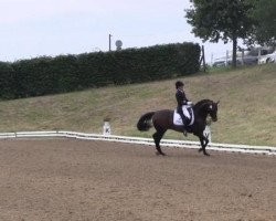 stallion Weltjunge (Swiss Warmblood, 2006, from Weltfeuer)