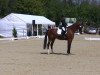 dressage horse Earl of Jo (Westphalian, 1996, from Ehrentusch)