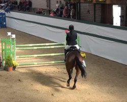 dressage horse Easy Fly F (Westphalian, 2003, from Ehrentusch)