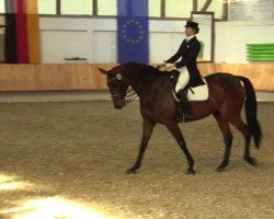 dressage horse Quentin Stoneybroke (Oldenburg, 2002, from Quattro B)