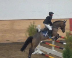 broodmare Lisa (New Forest Pony, 2000, from Anydale Ron)