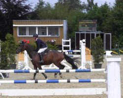 dressage horse Chester (German Riding Pony, 1996, from Condor II)