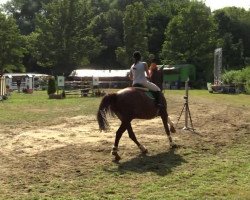 dressage horse Latino Dancer 2 (German Sport Horse, 2004, from Lafitte)