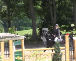 Springpferd Romeo 576 (Hessisches Warmblut, 2001, von Rubin Star N)