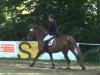 jumper Elfi 136 (Hanoverian, 2004, from Silvio I)