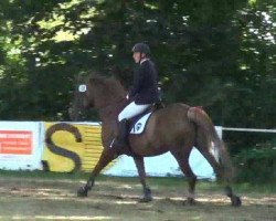 jumper Elfi 136 (Hanoverian, 2004, from Silvio I)