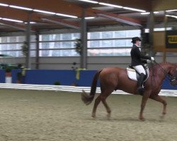 dressage horse Weltenprinz (Hanoverian, 2003, from Weltissimo 3)